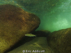 Rainbow trout in the turbulent river. by Eric Addicott 